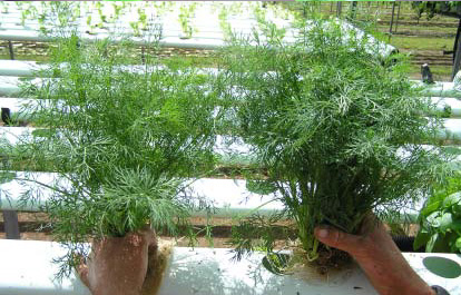 Dill Comparison