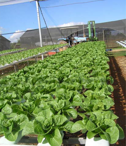 After Image of Lettuce