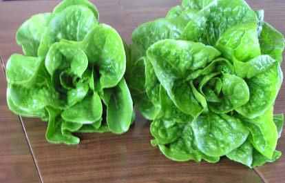 Lettuce Comparison